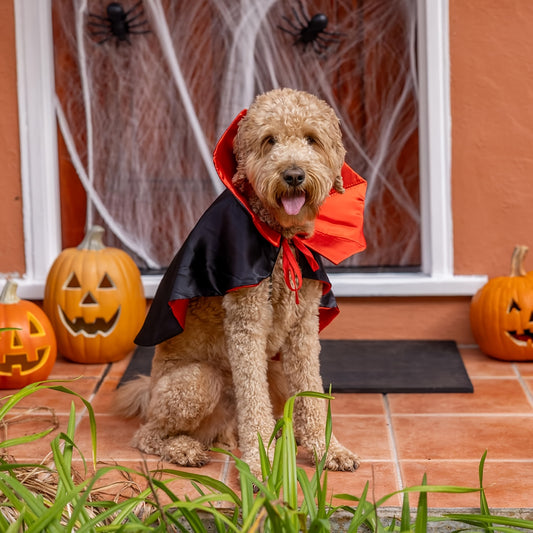 Chapeau Sorcière Halloween Chien Ajustable 3 Couleurs Léger