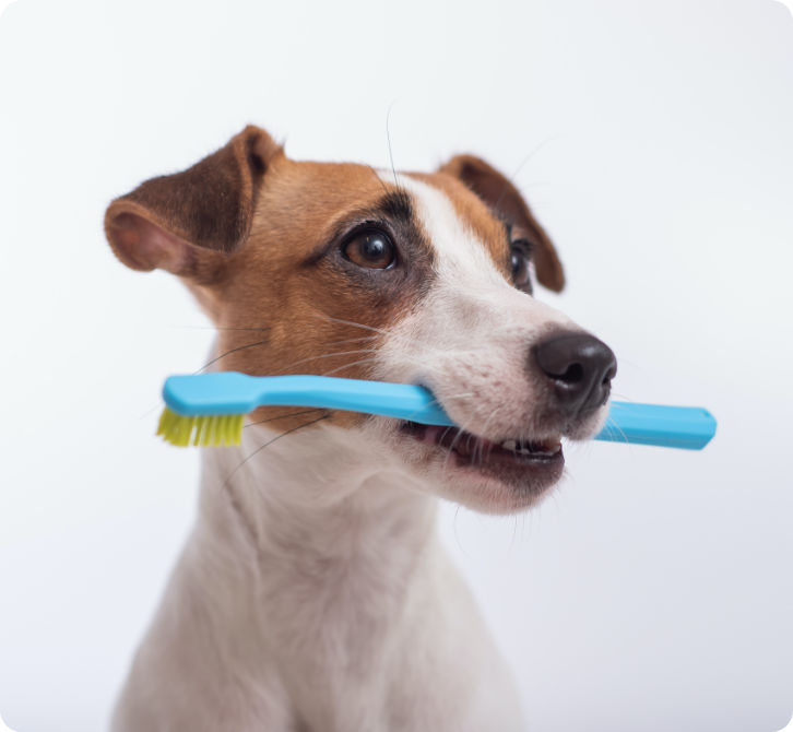 La Santé de Votre Compagnon nous préoccupe tout autant que vous 